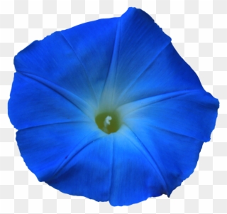 Morning Glory Png Clipart