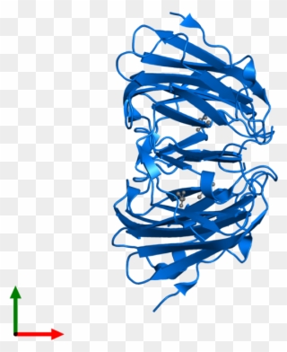 Heat Shock Protein Beta - Illustration Clipart