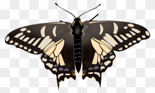 Clip Art Images - Swallowtails - Png Download