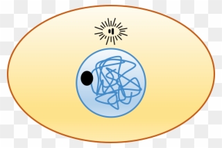 Animal Cell - Cell Cycle - Circle Clipart
