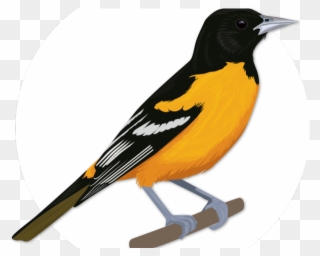 Theodore Roosevelt Clipart Bird - Oriole - Png Download