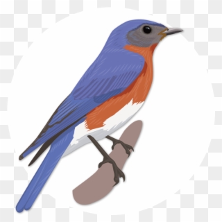 Eastern Bluebird Clipart