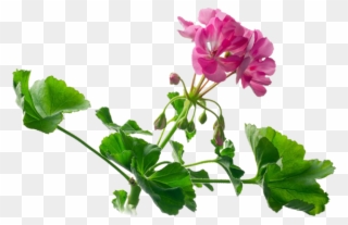 Watercolor Painting Royalty Free Photography Royaltyfree - Geranium Clipart