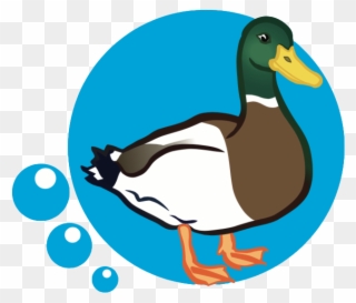 Mallard - Duck Pic Clip Art - Png Download