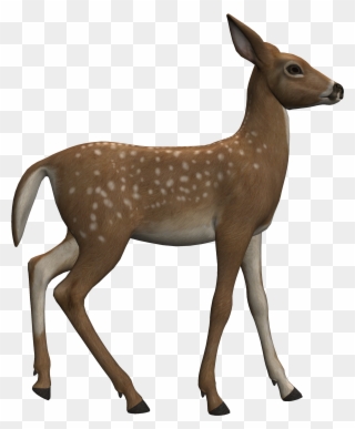 Fawn9 - Roe Deer Clipart