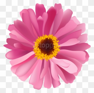 Flower Pink Png - Barberton Daisy Clipart