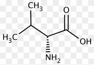 Glentham Life Sciences - 3 Methylpentanoic Acid Structural Formula Clipart