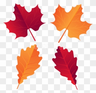 Free Png Download Fall Deco Leaves Clipart Png Photo - Maple Leaf Transparent Png
