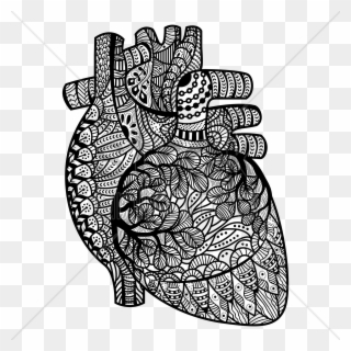 Anatomical Heart Clipart - Vitamin D Art Book Best Drawing - Png Download