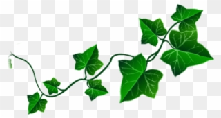 Clip Art Vine Leaves - Png Download