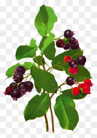 Fruit Berry Image Digital Download Botanical Art - Frutti Di Bosco Clipart