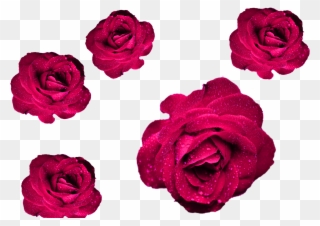 Maroon Roses Png File Roses Cool Png For Your Projects - Happy Anniversary Blue Roses Clipart