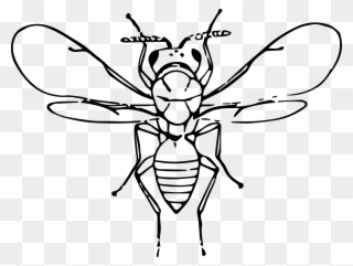 Flu Bug Clip Art - Honeybee - Png Download