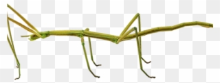Bugs Clipart Walking Stick - Stick Insect Transparent Background - Png Download