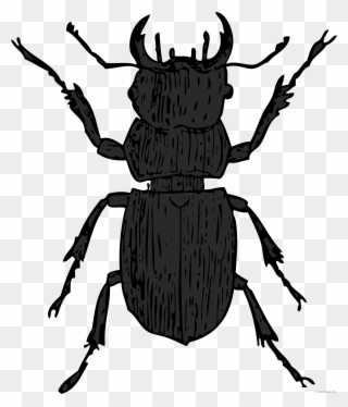 Beetle Clipart - Stag Beetle Clip Art - Png Download