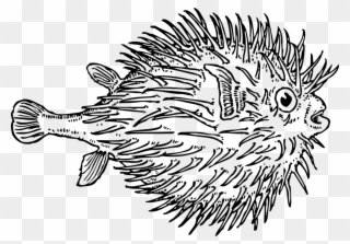 Blowfish - Porcupine Fish Black And White Clipart