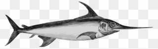 Atlantic Blue Marlin Actinopterygii Swordfish Atlantic - Difference Espadon Marlin Clipart