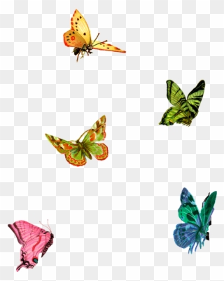 Paisley Designs - Little Butterflies Png Clipart