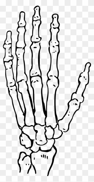 Bones Of The Hand Big Image Png - Black And White Skeleton Hand Clipart