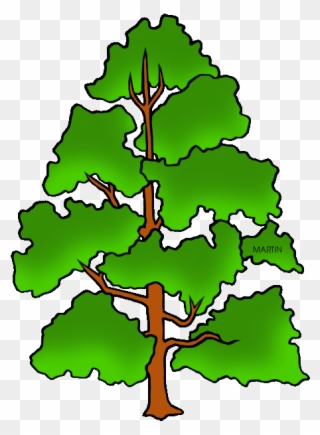 Tennessee State Tree - Draw Indiana State Tree Clipart