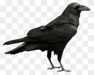 Clip Arts Related To - Raven Png Transparent Png