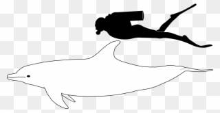 Bottlenose Dolphin Size - Bottlenose Dolphin Compared To Human Clipart