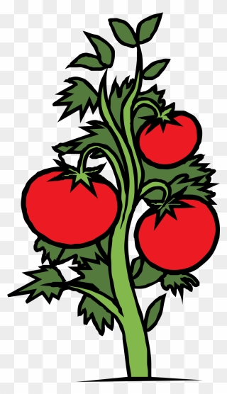 Plants Clipart - Tomato Plant Clipart - Png Download