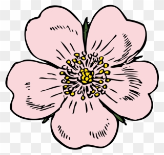 Wild Rose Clip Art - Png Download