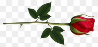 Rose Clipart Images And Pictures Download - Red Rose Bud Png Transparent Png