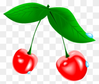 Cherry Tree Clipart At Getdrawings - Cherry - Png Download