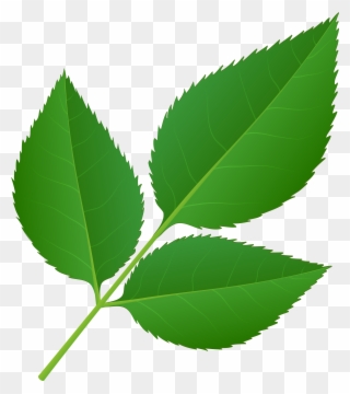 Leaves Of Rose Stem Transparent Png Clip Art Imageu200b