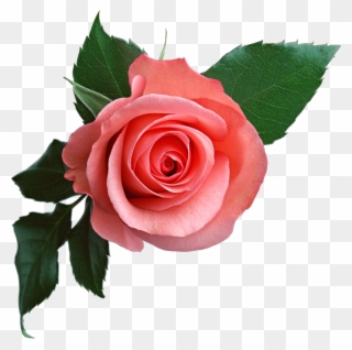 Pink Rose Png Flower Clipart - Pink Rose Transparent Background