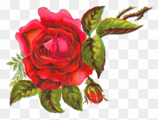 Stunningly Beautiful, Free Digital Red Rose Clip Art - Rose - Png Download