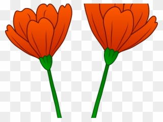 Orange Flower Clipart Clip Art - Poppy Flower Art Transparent - Png Download