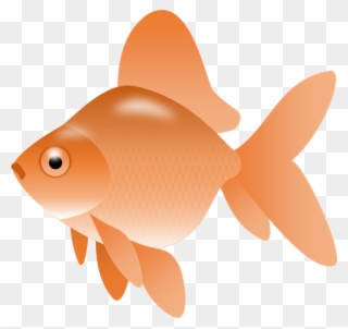 Goldfish Gold Fish Clip Art Synkee - Fish Clip Art Png Transparent