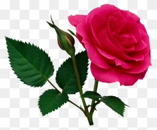 Pink Large Rose And Rose Bud Png Clipart - Rose Flower Png File Transparent Png