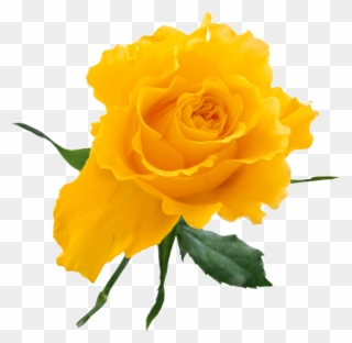 Yellow Rose Clip Art Free - Yellow Rose Transparent Background - Png Download