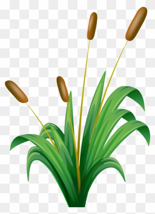 Clipart Bulrush - Png Download (#400672) - PinClipart