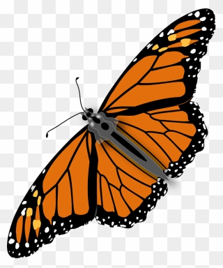 Monarch Butterfly Gif Png Clipart