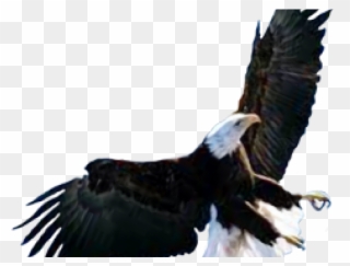 Bald Eagle Clipart Picsart - Png Download