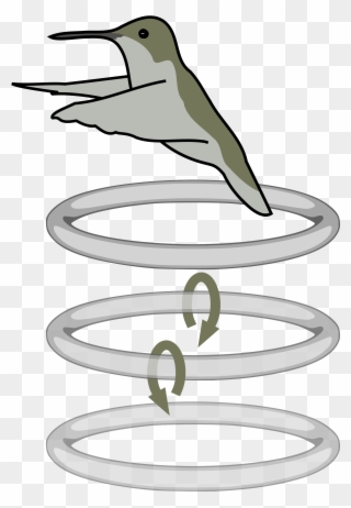 Discovered After Training A Bird To Fly Through A Cloud - Hummingbird Flaps Diagram Clipart