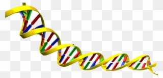 Clipart Dna - Dna Double Helix Png Transparent Png