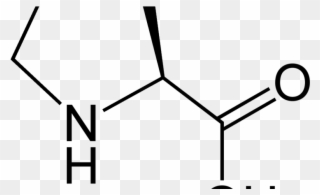 L Proline Market - Proline Amino Acid Structures Clipart