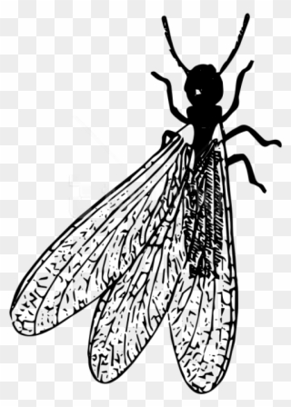 Free Png Termite Png Images Transparent - Winged Termite Clip Art