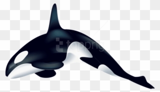 Free Png Download Orca Clipart Png Photo Png Images - Transparent Killer Whale Clipart