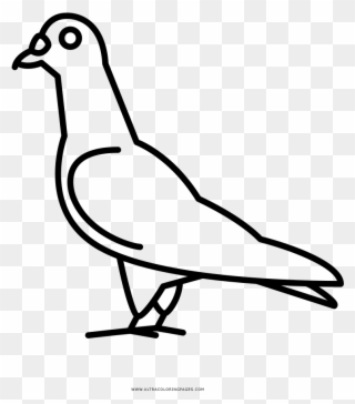 Pigeon Coloring Page - Line Art Clipart