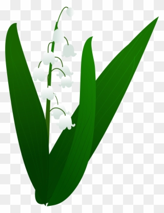 Lily Valley Plant Illustration Png And Vector Image - Illustration Clipart