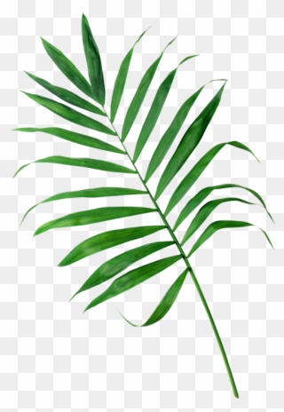 Тропики Пнг Clipart (#4013581) - PinClipart
