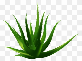 Planta De Aloe Vera Euclidiana Del Vector - Vector Aloe Vera Png Clipart
