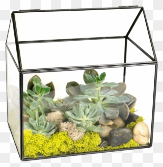 Succulent Green House Designed Transparent Background - Aquarium Clipart